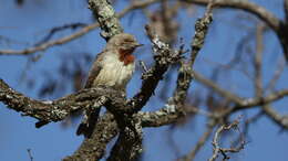 Image of Red-throated Wryneck