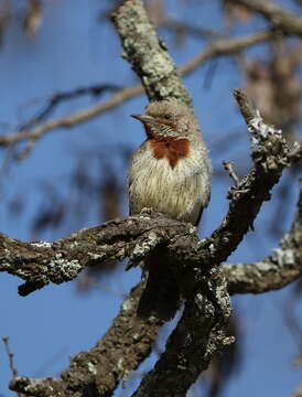 Image of Red-throated Wryneck