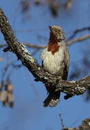 Image of Red-throated Wryneck