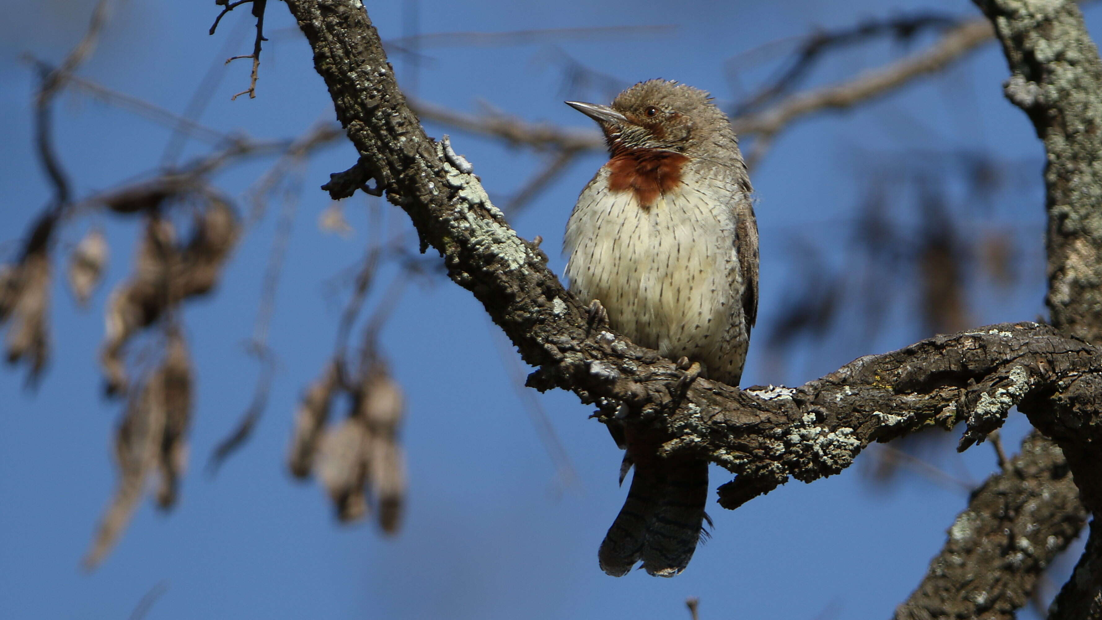 Image of Red-throated Wryneck