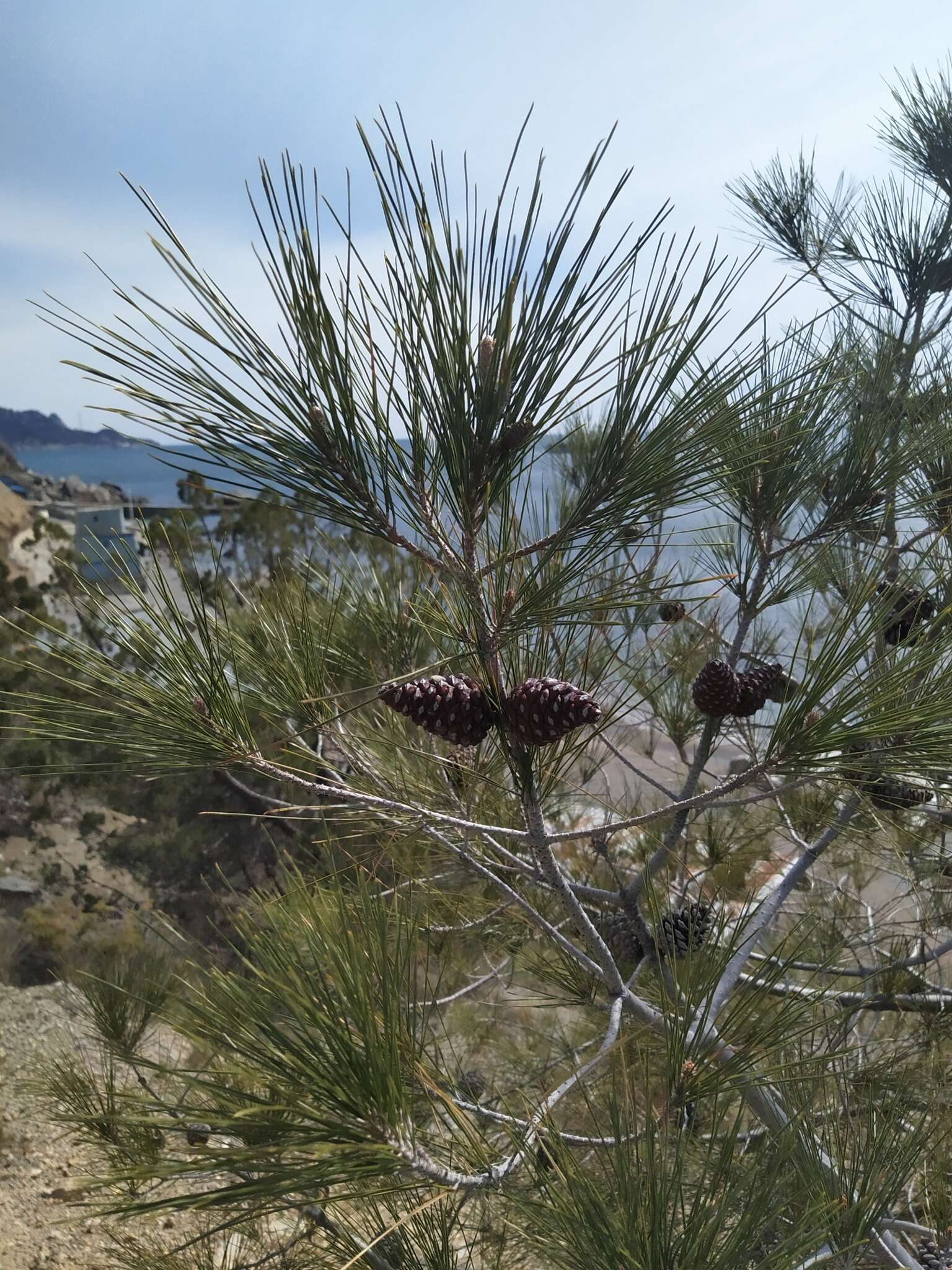 Image of Brutia Pine