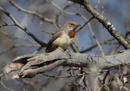 Image of Red-throated Wryneck