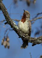 Image of Red-throated Wryneck