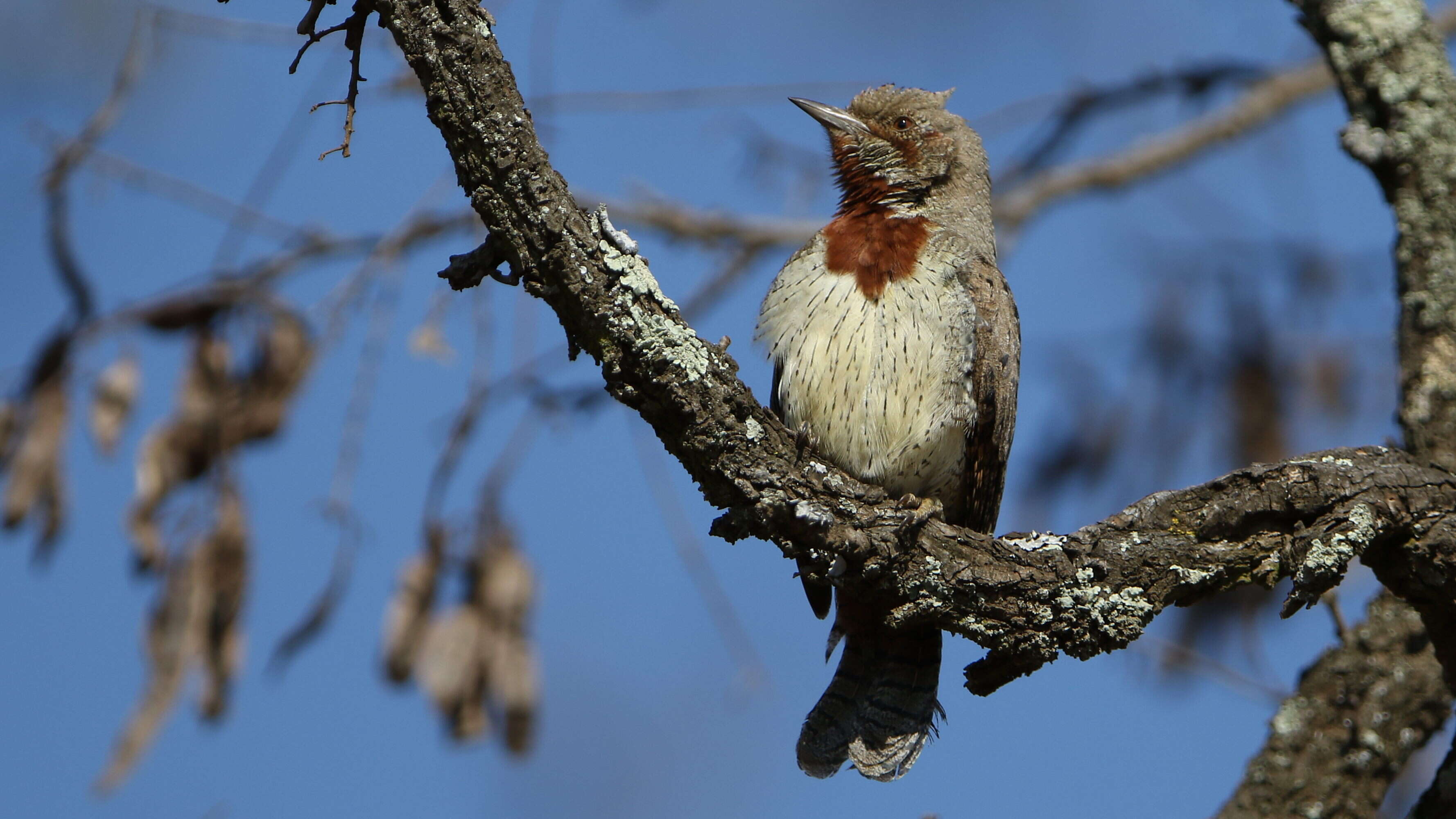 Image of Red-throated Wryneck