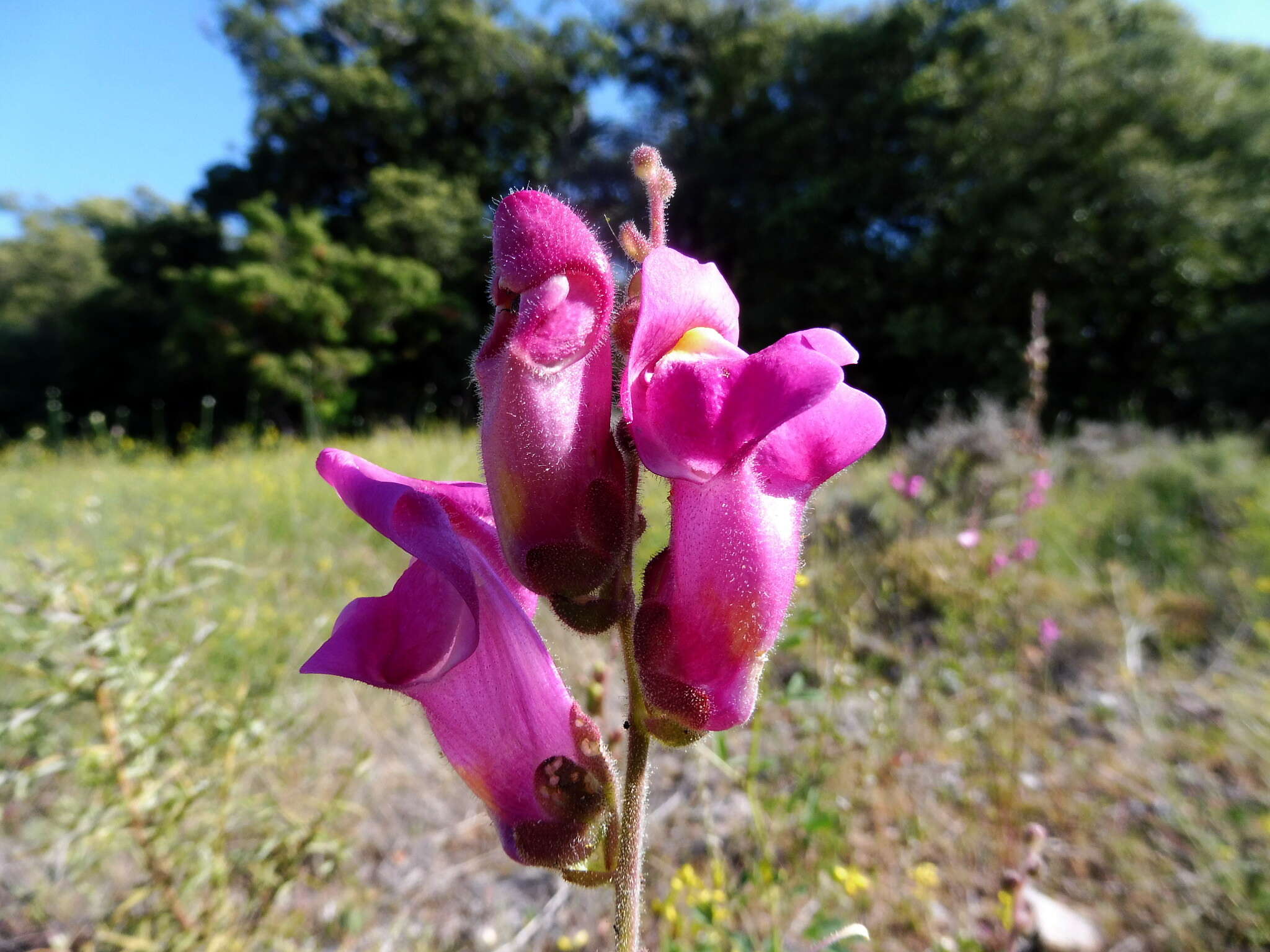 Image of garden snapdragon