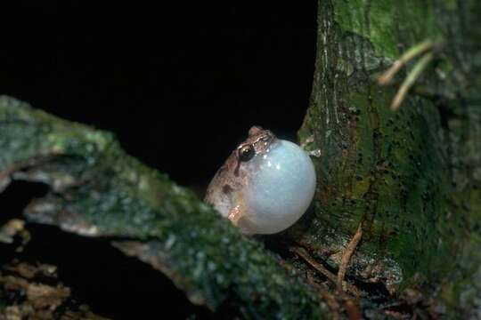 Image of Ornate Frog