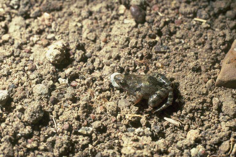 Plancia ëd Crinia deserticola (Liem & Ingram 1977)