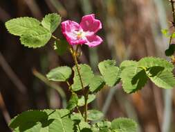 Imagem de Rosa gymnocarpa Nutt. ex Torr. & Gray