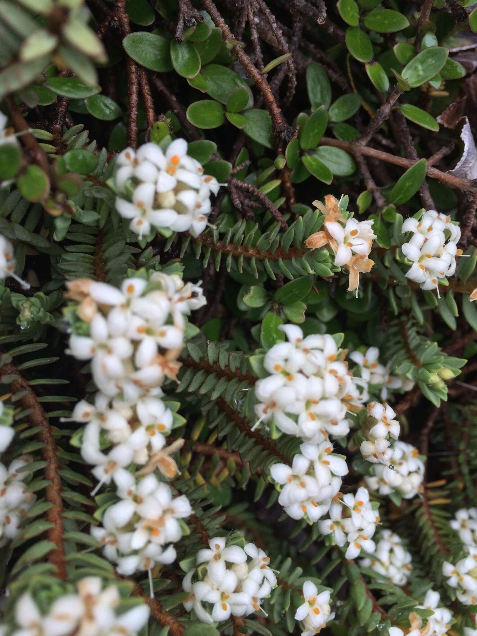 Image of Pimelea prostrata subsp. ventosa C. J. Burrows