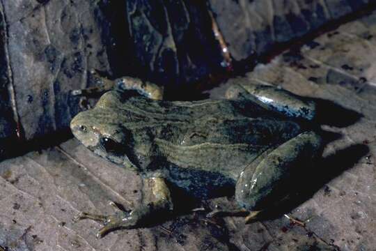 Image of Beeping Froglet