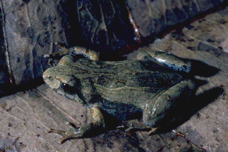 Plancia ëd Crinia parinsignifera Main 1957