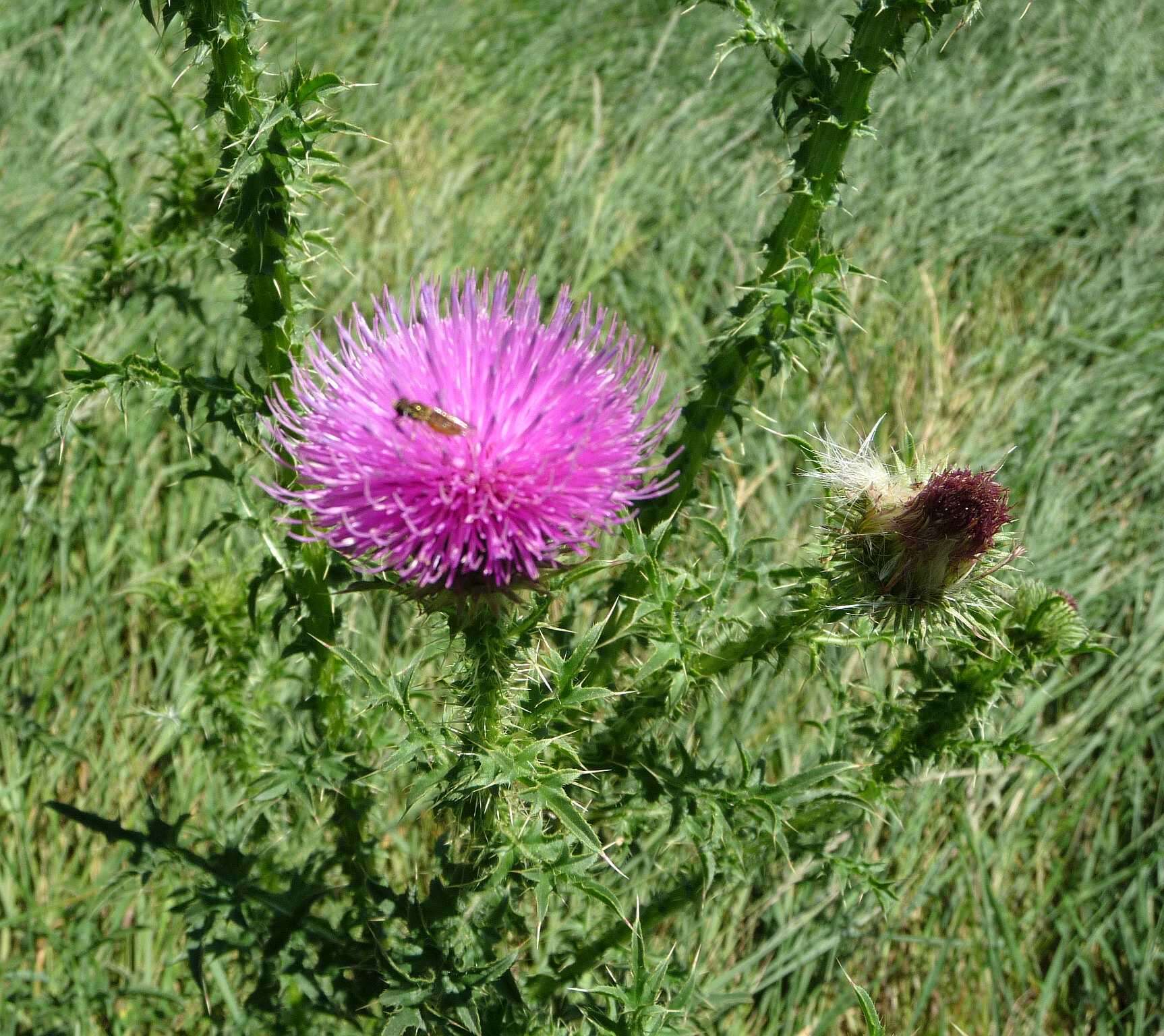 Слика од Carduus acanthoides subsp. acanthoides