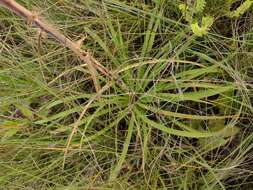 Image de Eryngium canaliculatum Cham. & Schltdl.