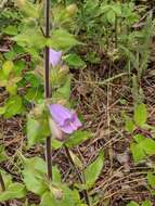 Image of stickystem penstemon