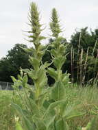 Image of Great Mullein