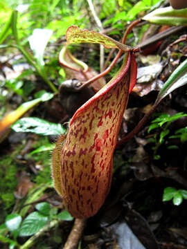 Image of Nepenthes gymnamphora Nees