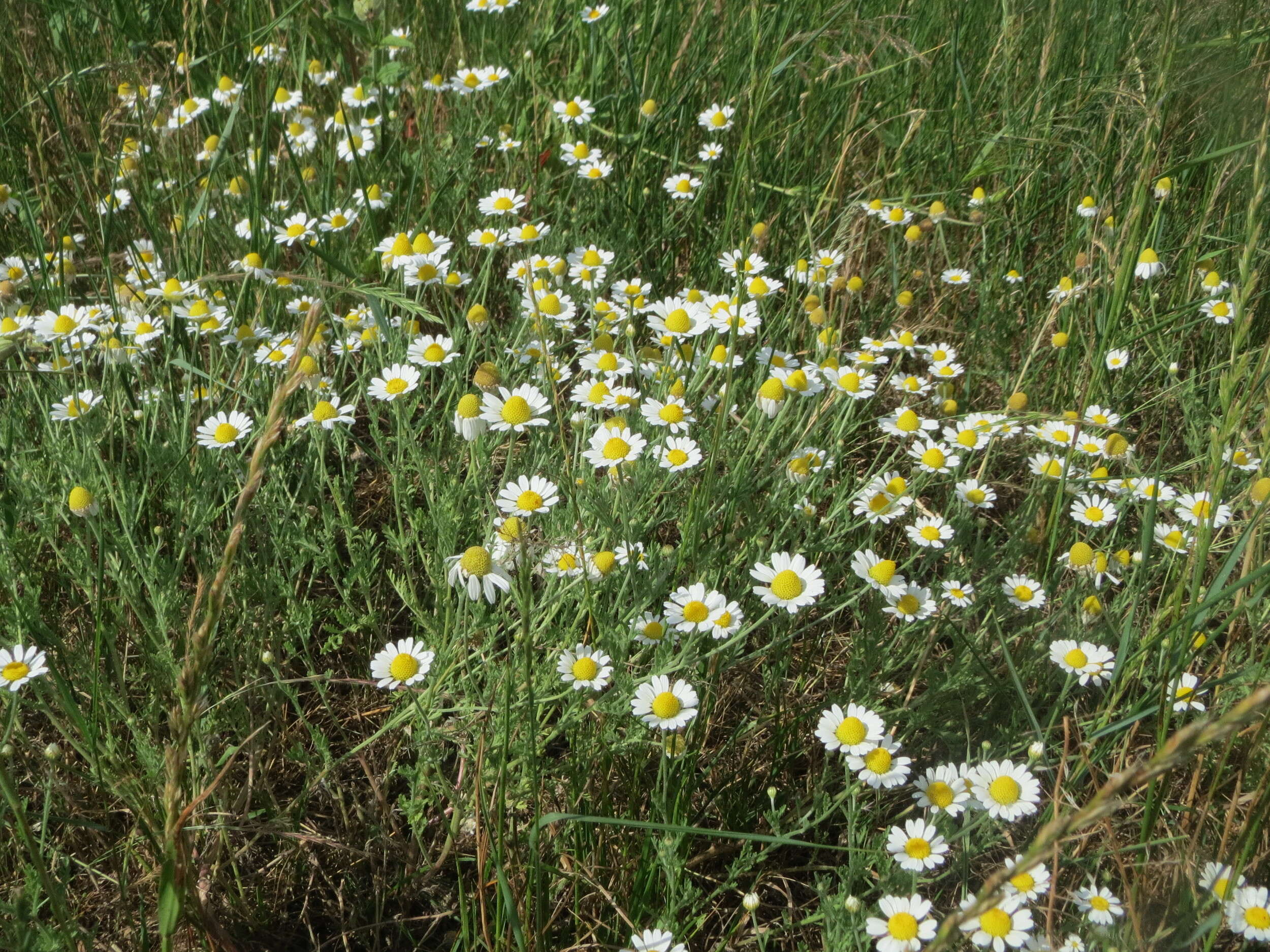 Image of corn chamomile