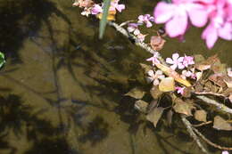 Image of Andalusian Barbel