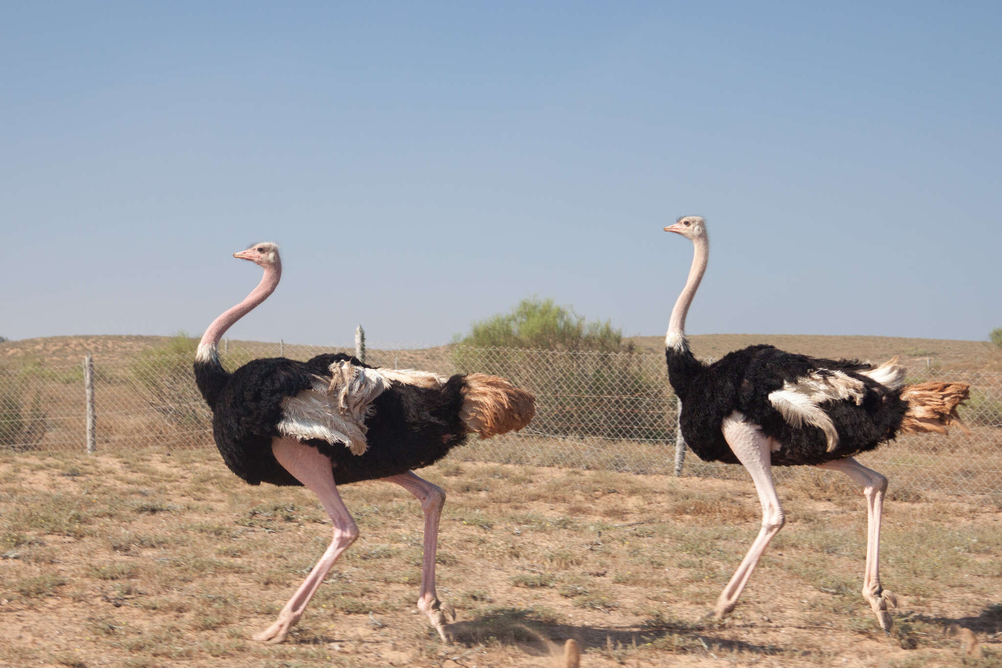 Image of North African ostrich