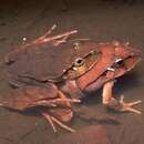 Image of Black-soled Frog