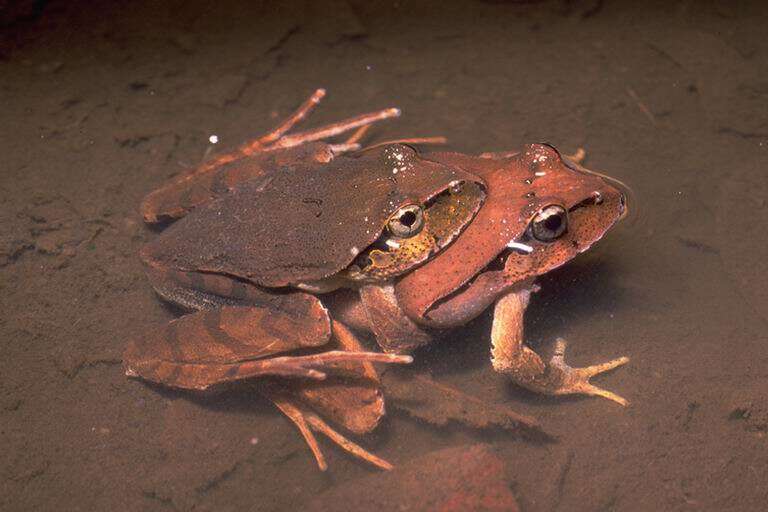 Image of Black-soled Frog