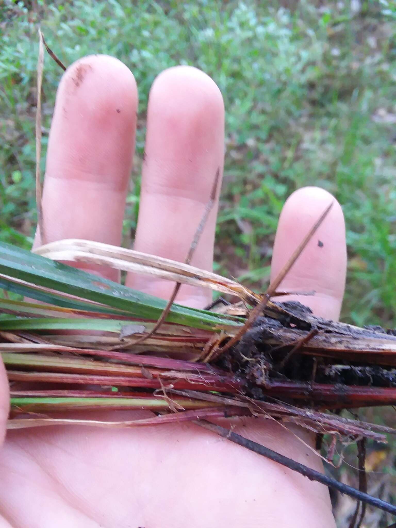 Image of Dark-Green Sedge