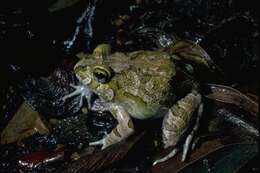 Image of Ornate Burrowing Frog