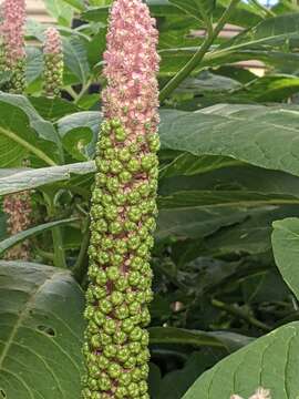 Image of Phytolacca polyandra Batalin