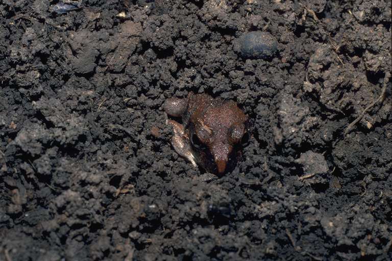 Image of Ornate Burrowing Frog