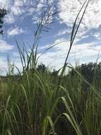 Image of Big Cord Grass