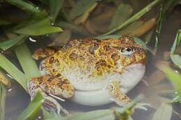 Image of Ornate Burrowing Frog