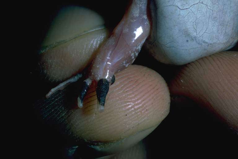 Image of Ornate Burrowing Frog