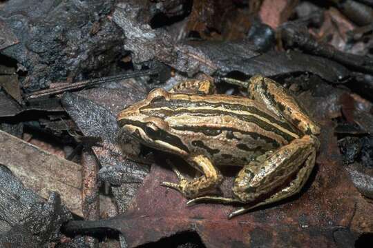 Image of Brown Frog