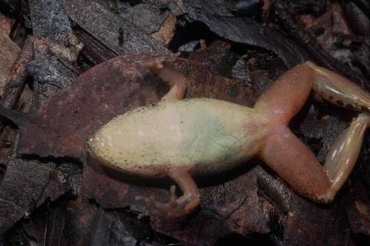 Image of Brown Frog