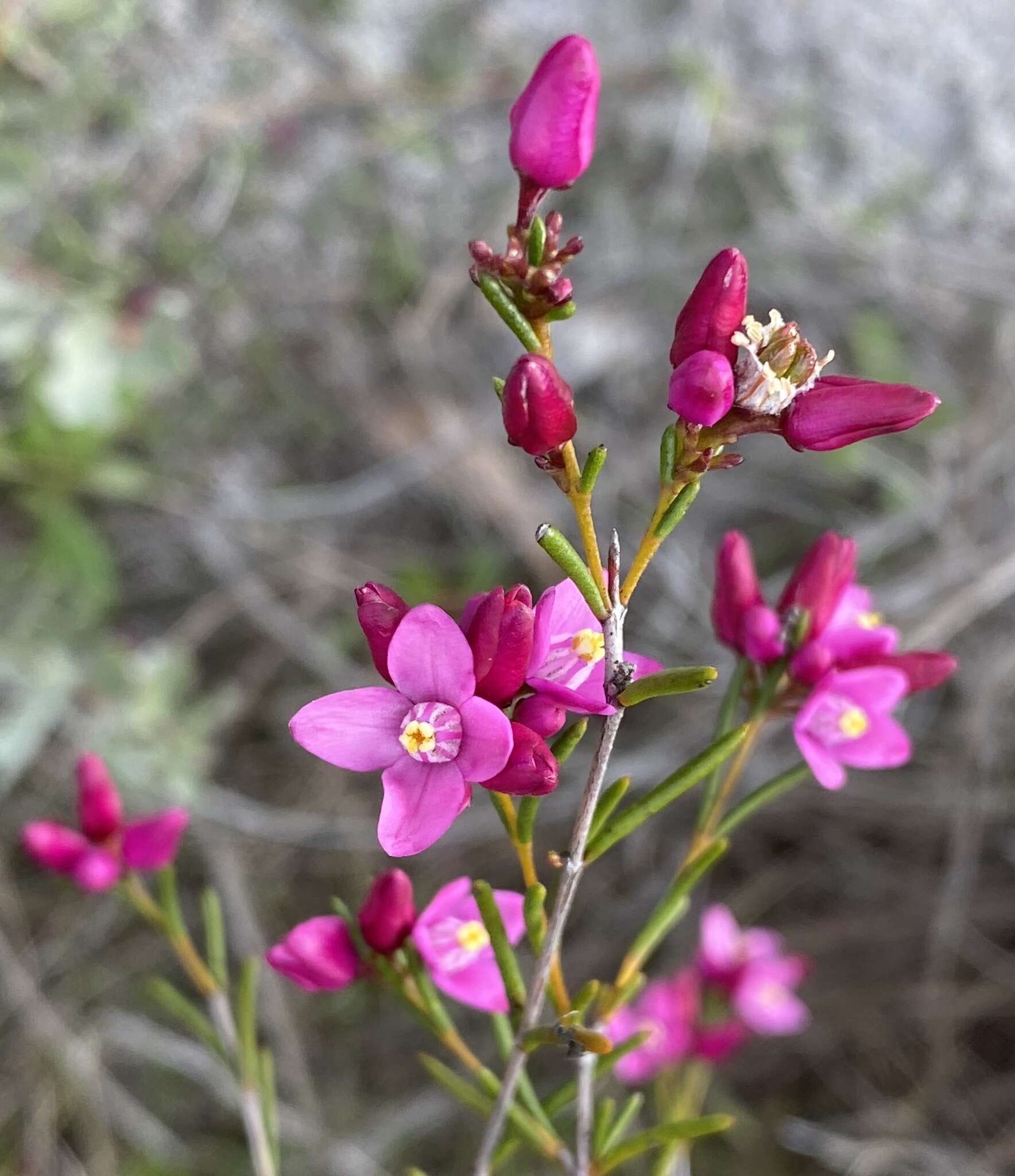 Image de Boronia nematophylla F. Müll.