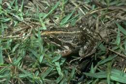 Image of Spotted Grass Frog