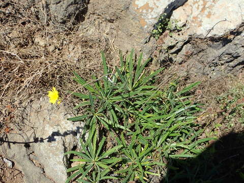 Launaea picridioides (Webb) B. L. Rob.的圖片