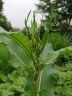 Imagem de Rumex japonicus Houtt.