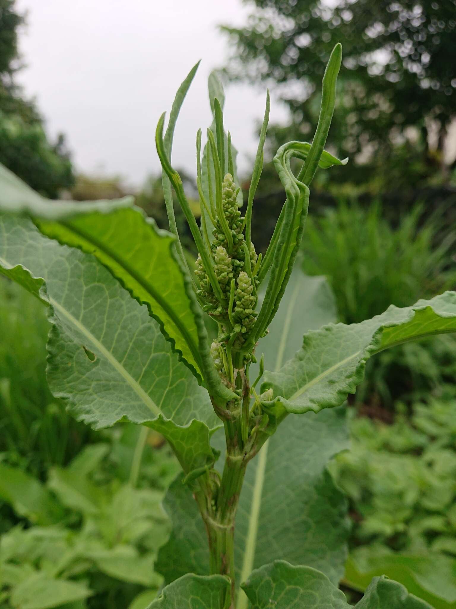 Imagem de Rumex japonicus Houtt.