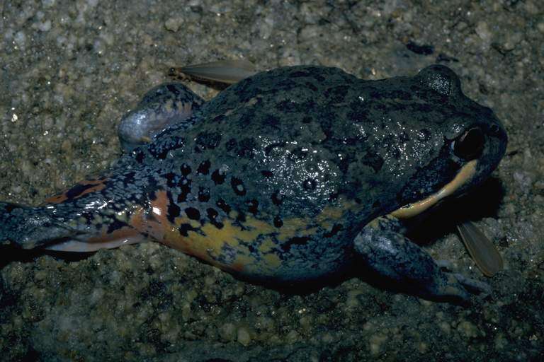 Imagem de Limnodynastes terraereginae Fry 1915