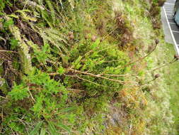 Image of Hypericum foliosum Dryand. ex Ait.