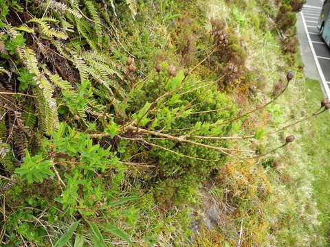 Plancia ëd Hypericum foliosum Dryand. ex Ait.