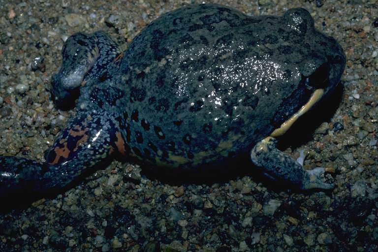 Imagem de Limnodynastes terraereginae Fry 1915