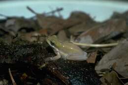 Litoria bicolor (Gray 1842)的圖片