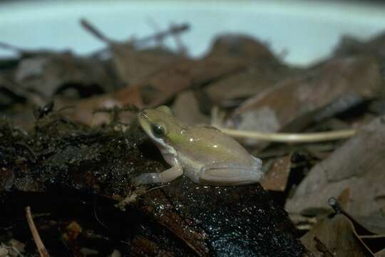 Image of Green Reed Frog