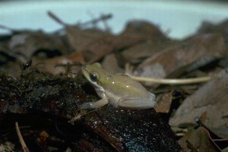 Litoria bicolor (Gray 1842)的圖片