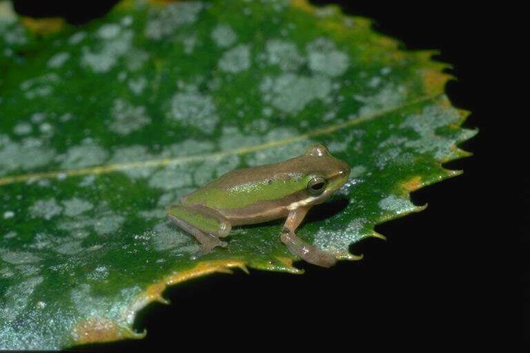 Litoria bicolor (Gray 1842)的圖片