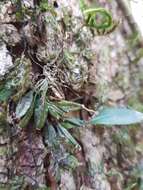 Image of Dendrobium tetragonum A. Cunn. ex Lindl.