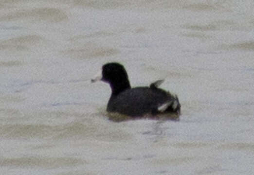 Image of Fulica americana americana Gmelin & JF 1789