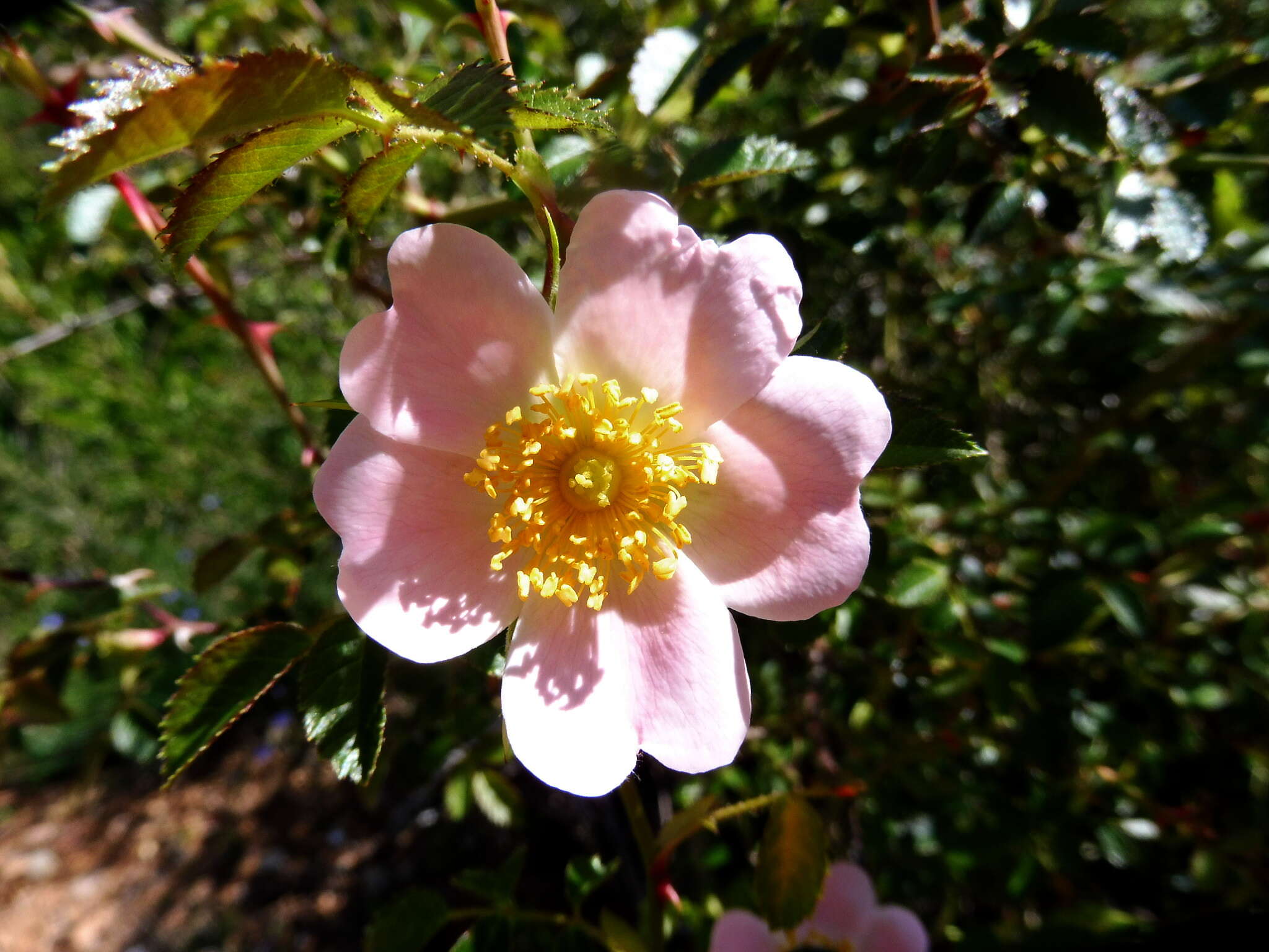 Image of dog rose